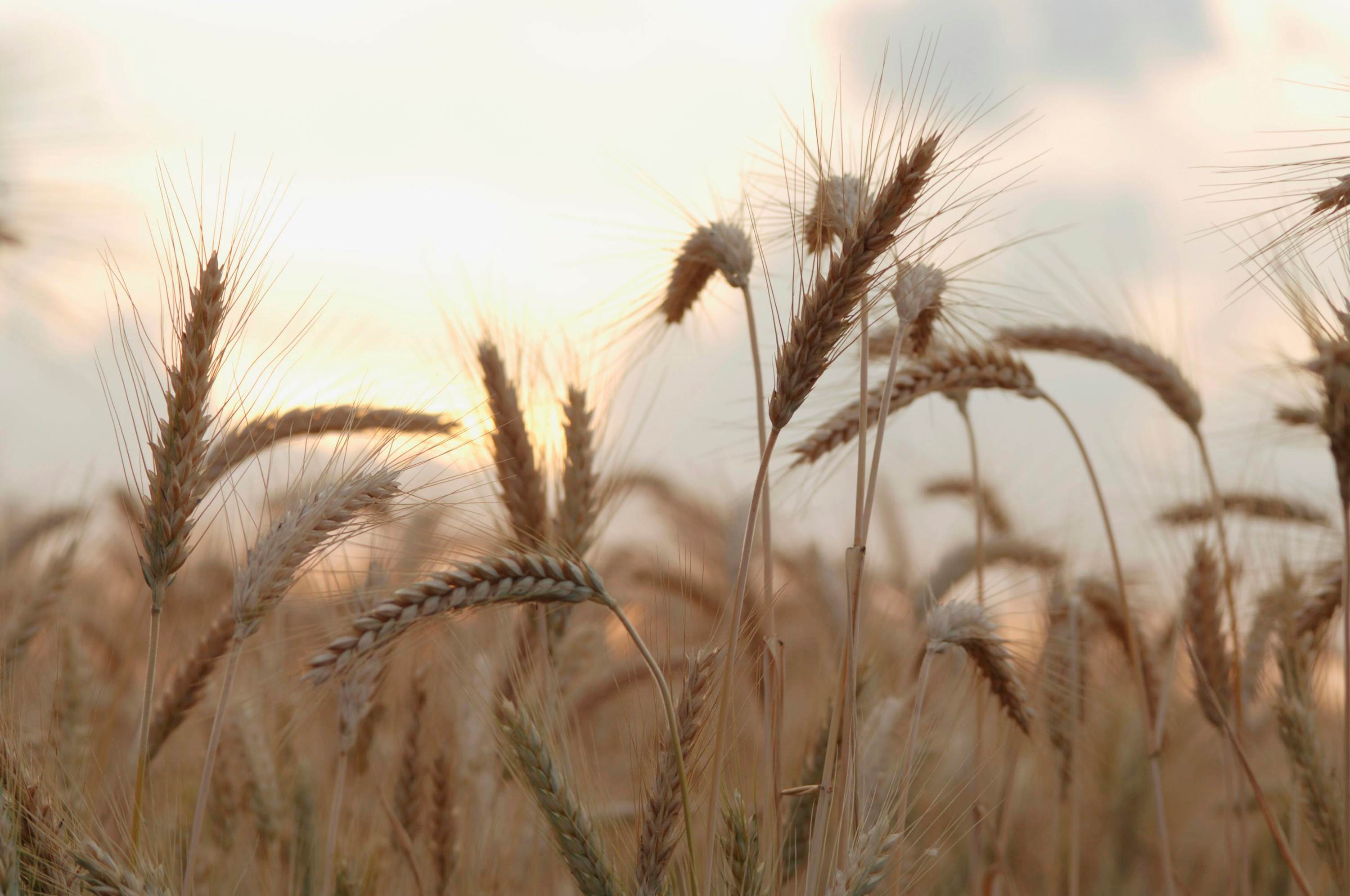 Close-up of Wheat in Field - Euro-Bake Sustainability